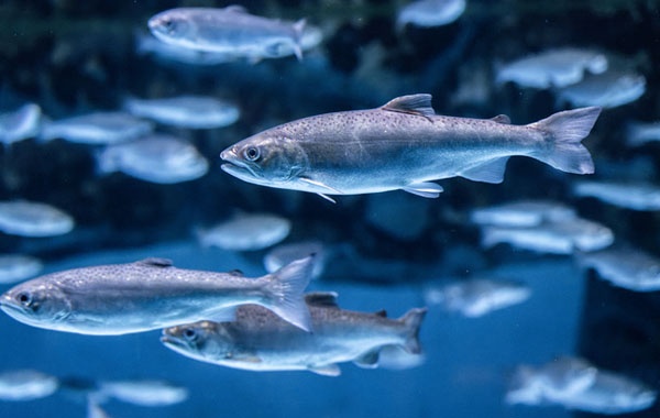 養殖魚は危険？養殖の種類と天然魚との違いを解説