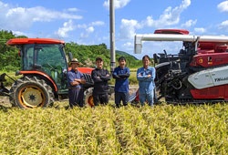 沖縄県の米穀卸みやぎ米屋 田んぼの稲刈り、トラクター、作業員4名