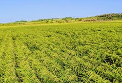 沖縄県の米穀卸みやぎ米屋 果てなく続く水田と稲穂